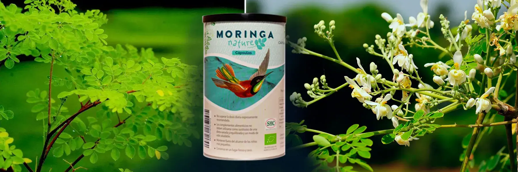 banner--moringa